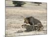 Lion Mating, Kgalagadi Transfrontier Park, South Africa-James Hager-Mounted Photographic Print