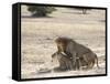Lion Mating, Kgalagadi Transfrontier Park, South Africa-James Hager-Framed Stretched Canvas