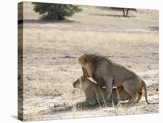 Lion Mating, Kgalagadi Transfrontier Park, South Africa-James Hager-Stretched Canvas