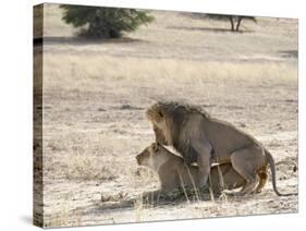 Lion Mating, Kgalagadi Transfrontier Park, South Africa-James Hager-Stretched Canvas