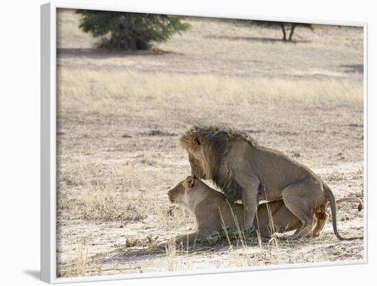 Lion Mating, Kgalagadi Transfrontier Park, South Africa-James Hager-Framed Photographic Print