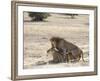Lion Mating, Kgalagadi Transfrontier Park, South Africa-James Hager-Framed Photographic Print