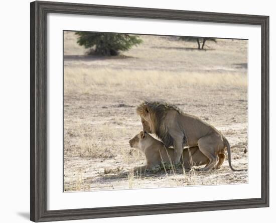 Lion Mating, Kgalagadi Transfrontier Park, South Africa-James Hager-Framed Photographic Print