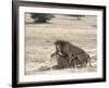 Lion Mating, Kgalagadi Transfrontier Park, South Africa-James Hager-Framed Photographic Print