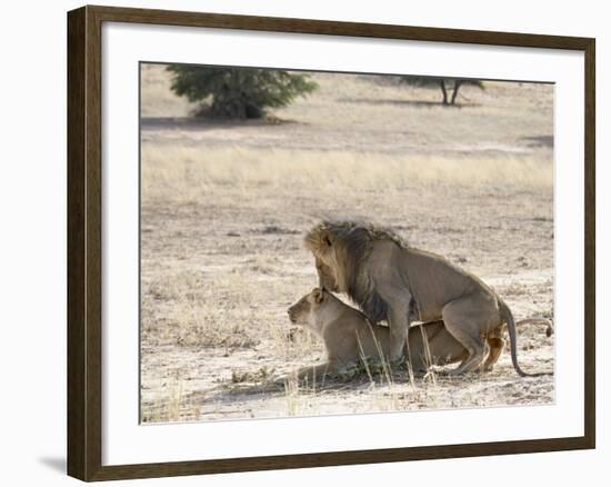 Lion Mating, Kgalagadi Transfrontier Park, South Africa-James Hager-Framed Photographic Print