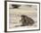 Lion Mating, Kgalagadi Transfrontier Park, South Africa-James Hager-Framed Photographic Print