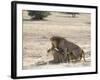 Lion Mating, Kgalagadi Transfrontier Park, South Africa-James Hager-Framed Photographic Print