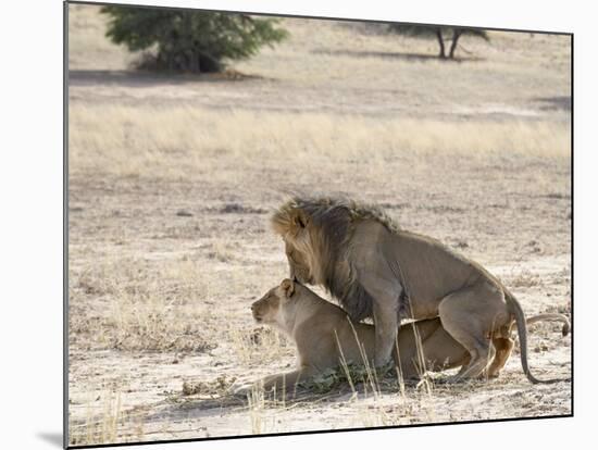 Lion Mating, Kgalagadi Transfrontier Park, South Africa-James Hager-Mounted Photographic Print