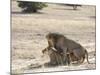 Lion Mating, Kgalagadi Transfrontier Park, South Africa-James Hager-Mounted Photographic Print