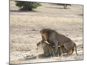 Lion Mating, Kgalagadi Transfrontier Park, South Africa-James Hager-Mounted Photographic Print