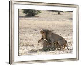 Lion Mating, Kgalagadi Transfrontier Park, South Africa-James Hager-Framed Photographic Print