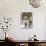 Lion Mix 4-XLIII-Fernando Palma-Stretched Canvas displayed on a wall
