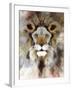 Lion Mix 4-XLIII-Fernando Palma-Framed Giclee Print