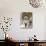 Lion Mix 4-XLIII-Fernando Palma-Mounted Giclee Print displayed on a wall