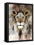 Lion Mix 4-XLIII-Fernando Palma-Framed Stretched Canvas