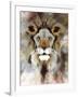 Lion Mix 4-XLIII-Fernando Palma-Framed Giclee Print