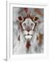 Lion Mix 5-XLIV-Fernando Palma-Framed Giclee Print