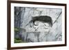 Lion Monument by Lucas Ahorn for Swiss Soldiers Who Died in the French Revolution-Christian Kober-Framed Photographic Print