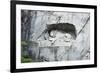 Lion Monument by Lucas Ahorn for Swiss Soldiers Who Died in the French Revolution-Christian Kober-Framed Photographic Print