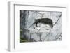 Lion Monument by Lucas Ahorn for Swiss Soldiers Who Died in the French Revolution-Christian Kober-Framed Photographic Print