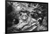 Lion Monument to Richard Charles Bostock, Abney Park Cemetery, London, England-Simon Marsden-Framed Giclee Print