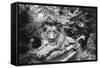 Lion Monument to Richard Charles Bostock, Abney Park Cemetery, London, England-Simon Marsden-Framed Stretched Canvas