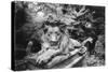 Lion Monument to Richard Charles Bostock, Abney Park Cemetery, London, England-Simon Marsden-Stretched Canvas