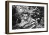 Lion Monument to Richard Charles Bostock, Abney Park Cemetery, London, England-Simon Marsden-Framed Giclee Print