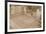 Lion Mosaic, Murals and Frescoes in a Terrace House, Curetes Street-Eleanor Scriven-Framed Photographic Print