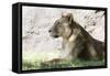 Lion NCZ 17 1-Robert Michaud-Framed Stretched Canvas