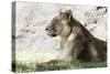 Lion NCZ 17 1-Robert Michaud-Stretched Canvas