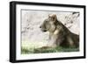 Lion NCZ 17 1-Robert Michaud-Framed Giclee Print