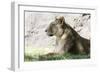 Lion NCZ 17 1-Robert Michaud-Framed Giclee Print