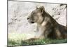 Lion NCZ 17 1-Robert Michaud-Mounted Giclee Print