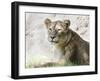 Lion NCZ 17 2-Robert Michaud-Framed Giclee Print