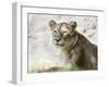Lion NCZ 17 2-Robert Michaud-Framed Giclee Print