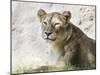 Lion NCZ 17 2-Robert Michaud-Mounted Giclee Print