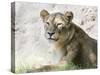 Lion NCZ 17 2-Robert Michaud-Stretched Canvas