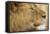 Lion, Ngorongoro Conservation Area, Tanzania-null-Framed Stretched Canvas