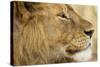 Lion, Ngorongoro Conservation Area, Tanzania-null-Stretched Canvas
