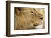 Lion, Ngorongoro Conservation Area, Tanzania-null-Framed Photographic Print