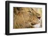 Lion, Ngorongoro Conservation Area, Tanzania-null-Framed Photographic Print