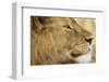 Lion, Ngorongoro Conservation Area, Tanzania-null-Framed Photographic Print