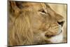 Lion, Ngorongoro Conservation Area, Tanzania-null-Mounted Photographic Print