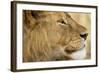 Lion, Ngorongoro Conservation Area, Tanzania-null-Framed Photographic Print