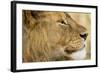 Lion, Ngorongoro Conservation Area, Tanzania-null-Framed Photographic Print
