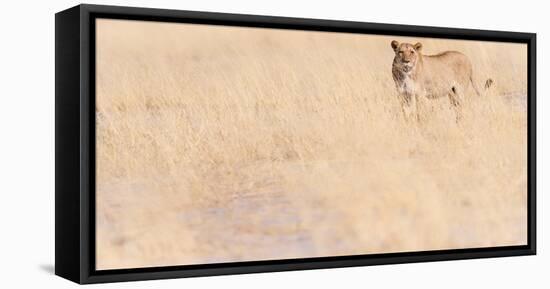 Lion, Okavango Delta, Botswana, Africa-Karen Deakin-Framed Stretched Canvas