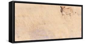 Lion, Okavango Delta, Botswana, Africa-Karen Deakin-Framed Stretched Canvas