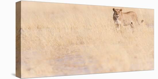 Lion, Okavango Delta, Botswana, Africa-Karen Deakin-Stretched Canvas