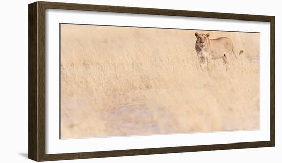 Lion, Okavango Delta, Botswana, Africa-Karen Deakin-Framed Photographic Print